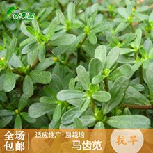 马齿苋种子蚂蚱菜野生食用野菜马苋菜大田阳台盆栽夏季四季播