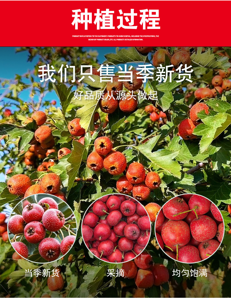 Freeze-Dried Hawthorn Berries (Crataegus pinnatifida) — Whole Seedless Shan Zha Fruit Tea preparation
