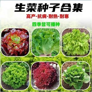 Lettuce Seed Collection, Fast-Growing Cream Glass Salad, Purple Leaf Balcony Garden Indoor Potted Four-Season Vegetable Seeds