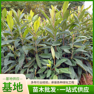 �޽������� ���˘������Ե����Ϸ������Nֲ�����箔��Y��������