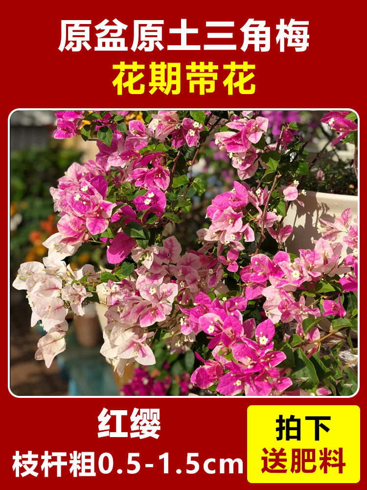 장홍잉 큰 모종은 약 45-50cm [사계절 꽃이 핀다] (개화기에는 꽃과 함께 배송됩니다)