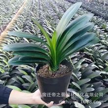 捡漏君子兰盆栽大量批发大苗绿植室内阳台花卉植物当年开花批发