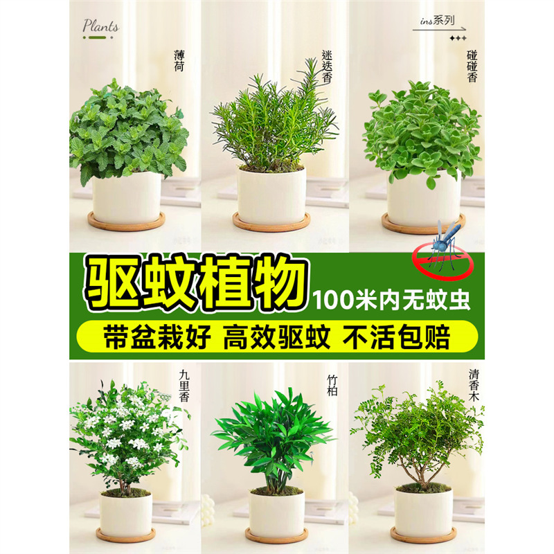 Mosquito Repellent Plants, Indoor and Outdoor Potted Mint Seedlings, Rosemary, Edible Vanilla, Mosquito Killer Green Plants