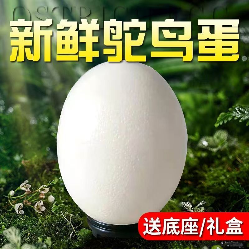 Super extra large fresh edible ostrich egg gift box emu egg edible Dragon Boat Festival Mid-Autumn gift tasty nutritious