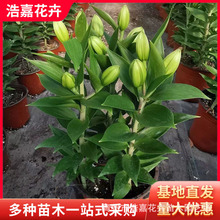 ��ˮ�ٺ� ��ɫ�ٺ��r�����Ԏ��҃Ⱥ��s�����ذ�ֲ����� �r������