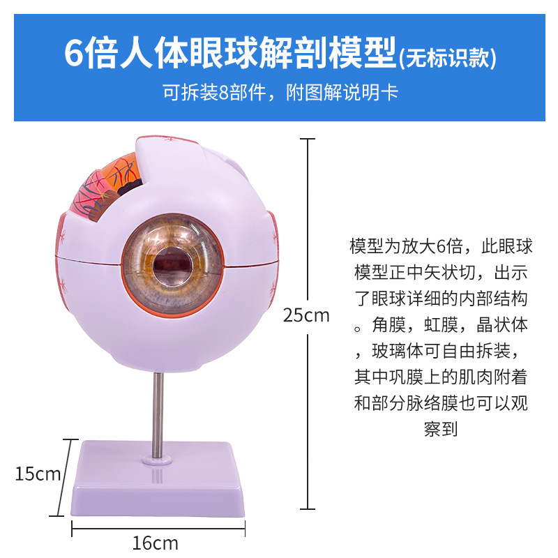 �����ѧ������ʽṹģ�Ϳɲ�ж��ͯ�����۾�ҽѧ�۲�ģ�� 6��