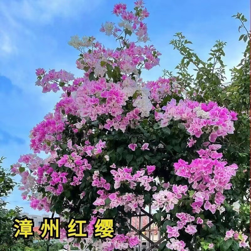 [Resistente al frío] Ciruela triangular cuatro estaciones flores al aire libre resistente al calor flores multicolores plantas de plantación verde
