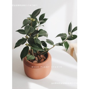 ɽ�軨�����ԼҾ��҃��̨ins���W�L�������Gֲ����/�՚�ͥԺֲ��