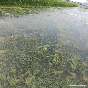 �h�����̳�ˮֲ�������ݻ���ֱ�N�����B�~�rзˮ�ݿ�������