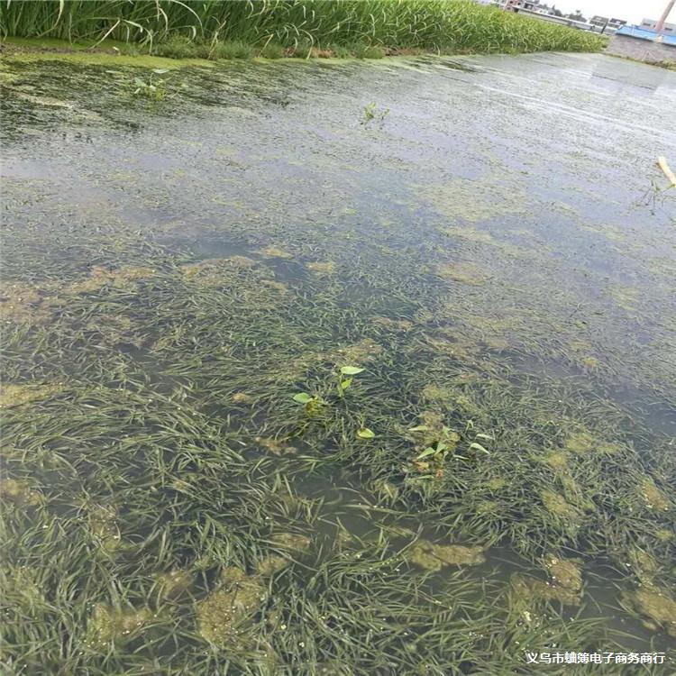 环境工程沉水植物大矮生苦草基地直销池塘养鱼虾蟹水草苦草量大从