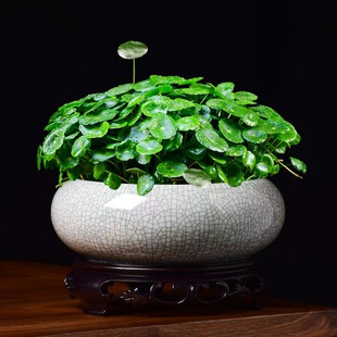 ˮ��ֲ�����մɟo�״�̖ˮ�B�~�X��һ�~ɏ��ɏ������ڏ�����