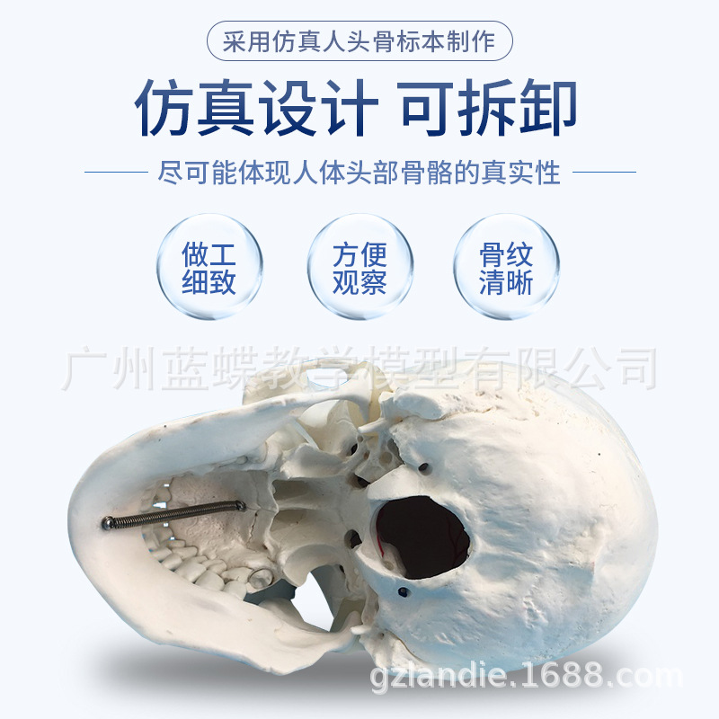 ��ѧ����1:1��Ȼ��ͷ­�Ǳ걾 ͷ�ǹ������ʷ������ñ�׼ͷ��ģ��