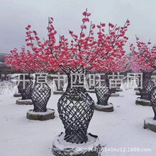 �ͺ����⻨ƿ�������~���� ���~�� �G�~�������Դ�^�S��