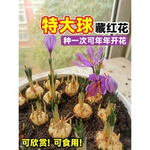 ș�òؼt���N�������ͺ��̓����ܷ��t���N�����҃�����ș�ķNֲ��