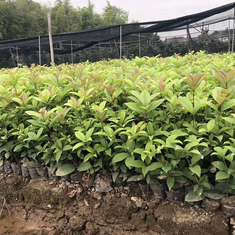 Сад горшечные саженцы османтуса питание Чаша Четыре сезона саженцы османтуса маленькая чашка Четыре сезона цветущие саженцы османтуса