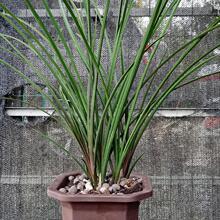 红香妃蕙兰四川兰花兰草苗连体壮苗浓香型细叶盆栽绿植办公室花卉