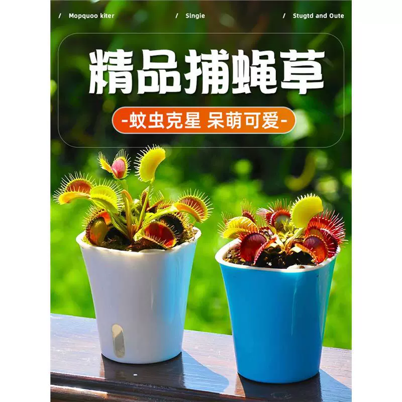 Гигантская мухоловка в горшках