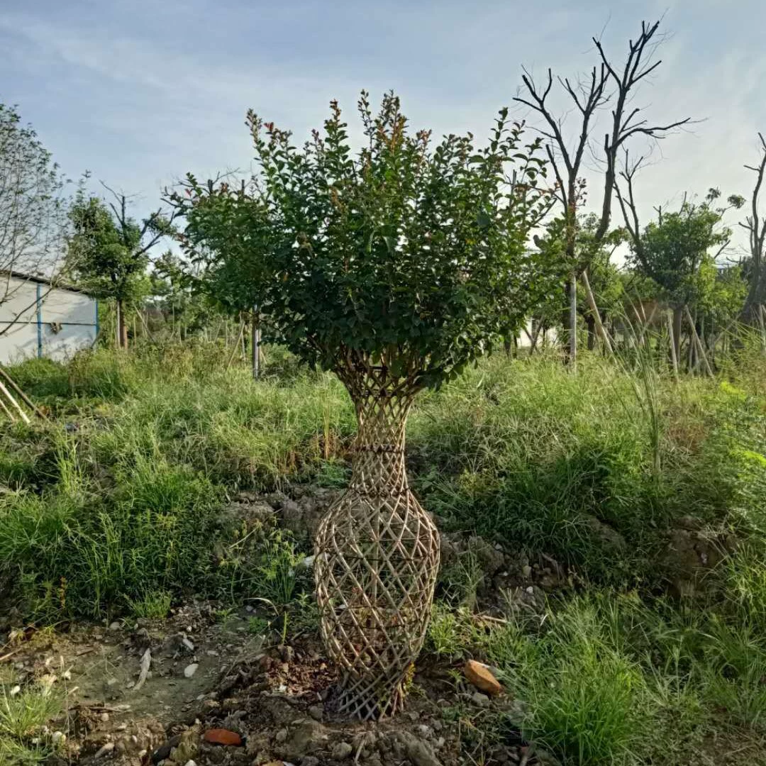 Ваза в форме крепового дерева Цзюцзянь, родное креповое дерево, быстро растущее креповое дерево, дерево крепового дерева, старое дерево крепового дерева, саженцы крепового дерева