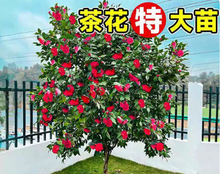 �軨������ɫ�൤��ԭ���ļ���������ɽ�軨�����҃����������