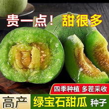 【绿宝石甜瓜种子】适应性强四季种植甜瓜种子春季简单庭院种植