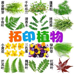 ��ӡֲ�������r�G�~�r�������ֹ����diy��������������Ѻ����Ⱦ