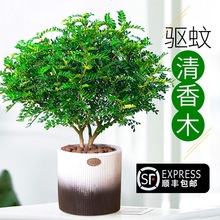 防驱蚊草植物清香木盆栽胡椒木绿植九里香室内外花卉净化空气盆景