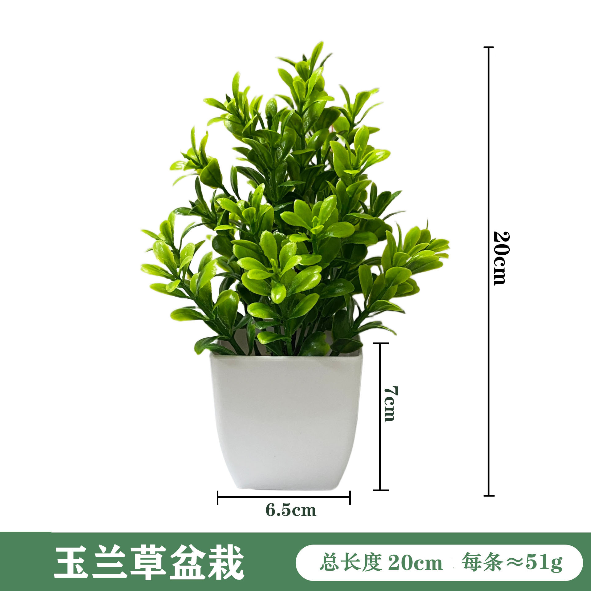 목련화분-백화분 20cm