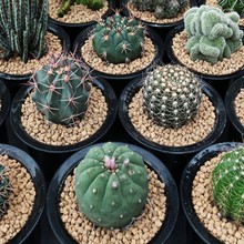 ������������������ѣ����{����ϡ���_�����^����ֲ���С����