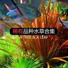 ϡ��Ʒ��ˮ�� ˮ��Ҷ ��Ҷ�ž� ����ާ ��Ҷ��ɽ���A˯��