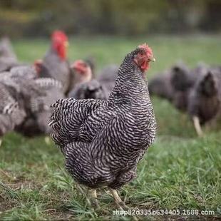 ���N�J���u�������J���u����wÓ�������uС�u�����Ʒĸ�u�r��