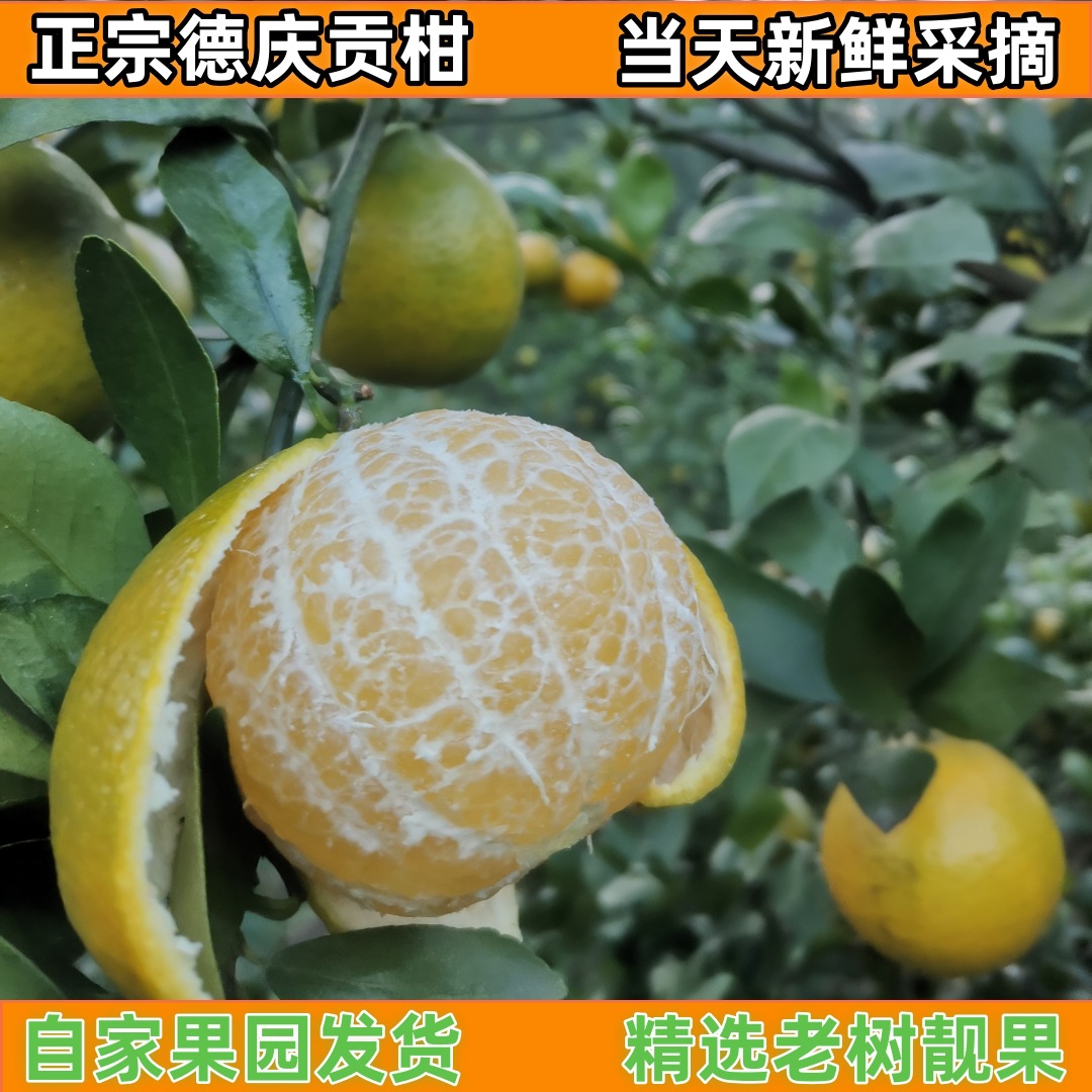 批发10斤装正宗德庆皇帝柑贡柑新鲜绿色水果现摘柑橘桔子手剥橙子