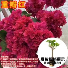 ����÷����ֲ�ﻨ�����·Nõ���̨ͥԺ�B���ڻ��辰��Ԯ�����^��