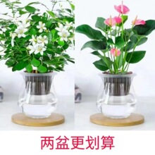 九里香盆栽浓香水培植物四季好养七里香树苗室内好养花卉驱蚊绿植