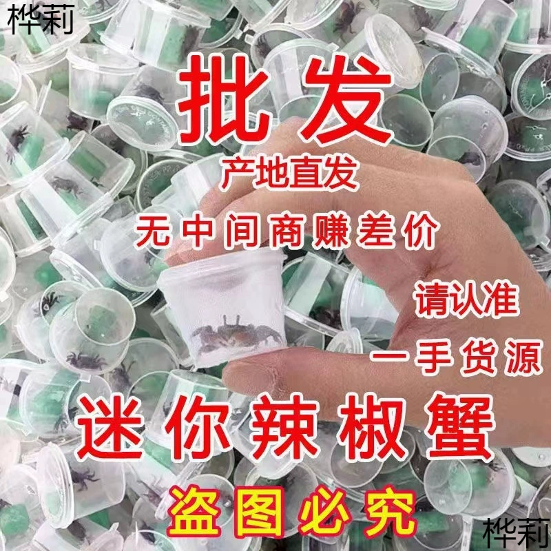 Краб чили, маленький краб, мелкая рыба, улитка, товары для ларьков, краб, черепаха, краб, декоративные рыбы, общий крабовый питомец