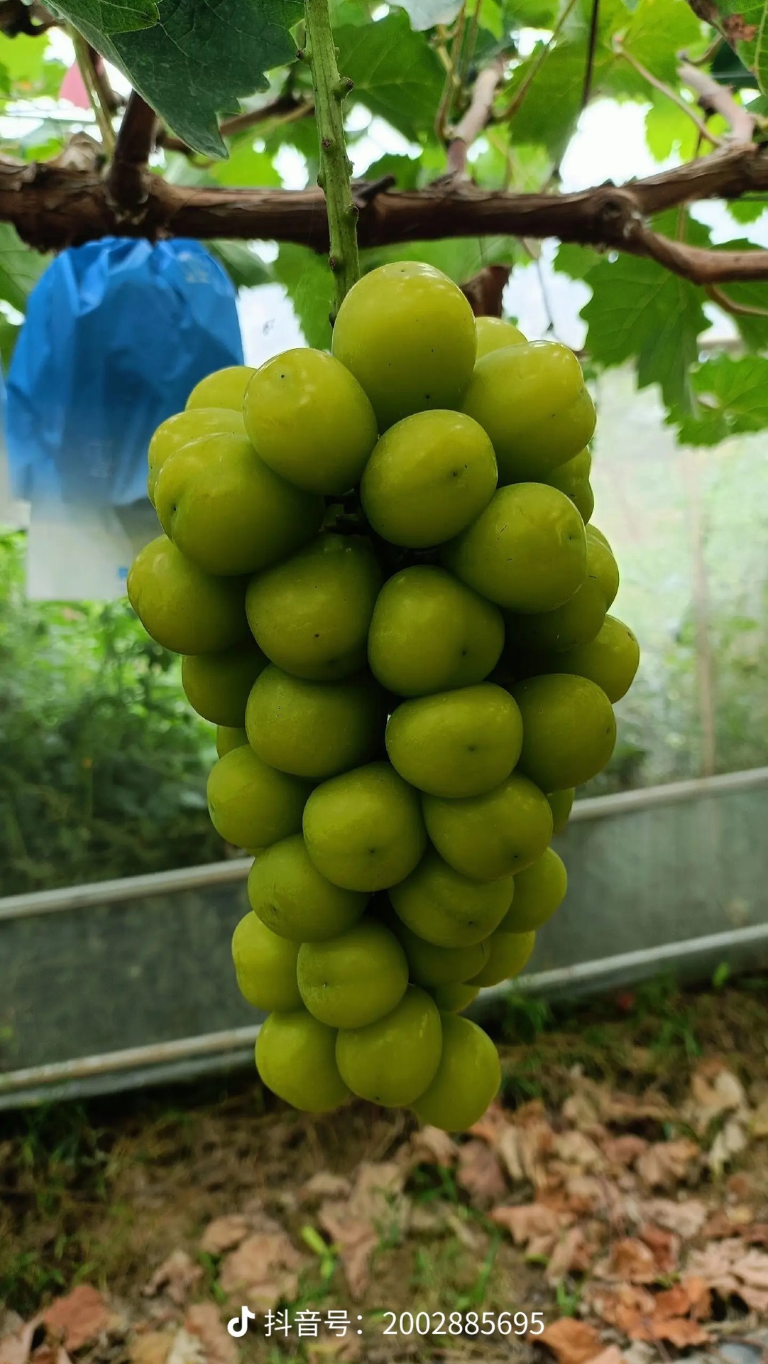 ΢��ͼƬ_20240804203440