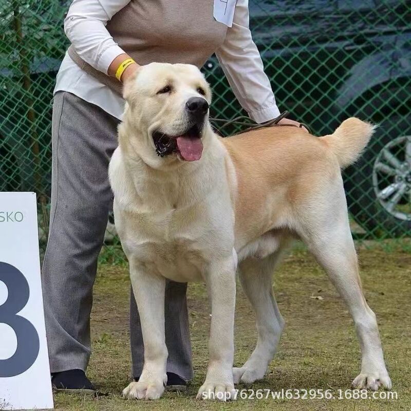 Purebred Central Asian Shepherd Dog Pet Live Animal Giant Central Asian Guard Dog Large Explosion-Proof Dog Working Dog Puppy Purebred Central Asian Shepherd Dog Pet Live Animal Giant Central Asian Guard Dog Large Explosion-Proof Dog Working Dog Puppy