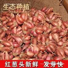 �Nֲ�����Ĵ�С���[�t�[�^��ѿ���Ի��[�S�[�ļ��[��ե�[�͸���Ȼ