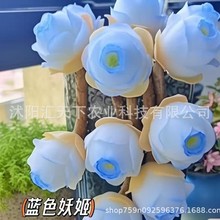 鸡蛋山地玫瑰种子多肉植物种籽水蜜桃玫瑰耶罗粉小肉肉山地翡翠球