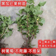 �����ѹ����粻������ٺڼӁ���Ʒ�ͺ�����Y�������ϱ����Nֲ