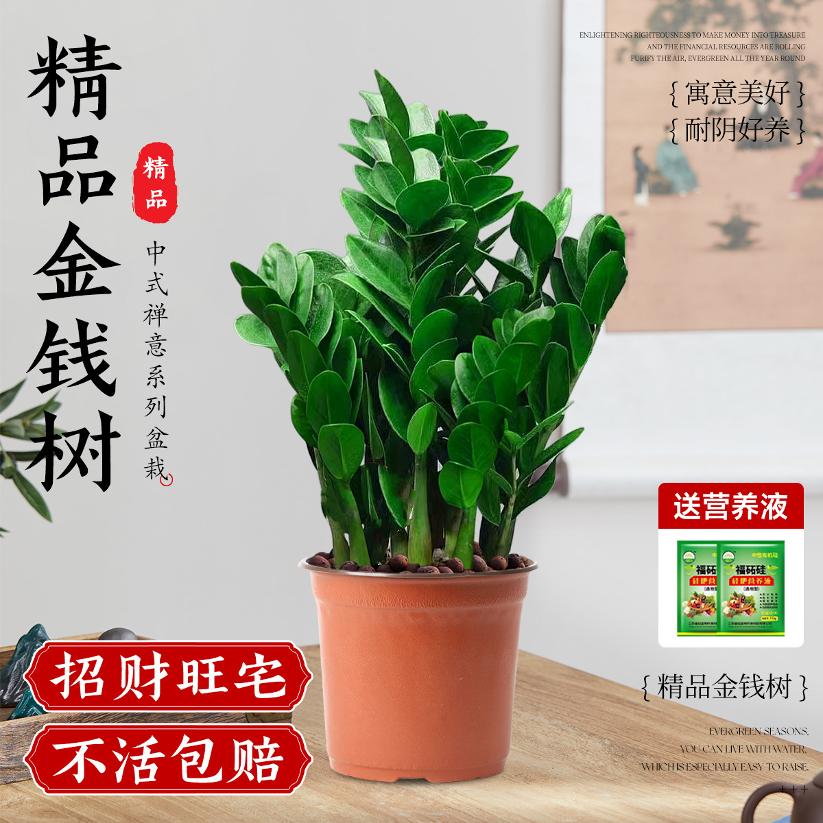 Pot uang dalam pot 25-35cm6-8 tanaman (pot tanah asli)