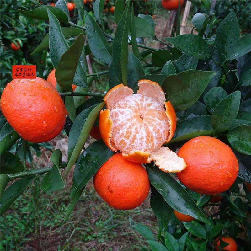 Саженцы цитрусовых Восточный красный оранжевый саженцы прививки Восточный красный оранжевый саженцы Shatangju оранжевый саженцы