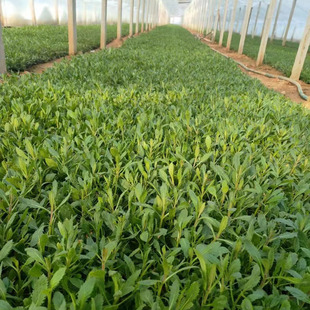Verbena Seedlings in Nutrient Cups, Purple Flower Sea Landscape Design, Willow Leaf Verbena, Engineering Greening Seedlings
