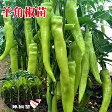 大果羊角椒苗辣椒苗黄尖椒牛角苗青椒菜椒苗大棚种植阳台盆栽菜苗