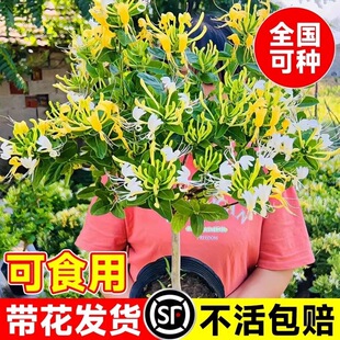 �ͺ����y�����������x�����҃ȝ��㻨���̨ͥԺ�ļ���������ֲ��