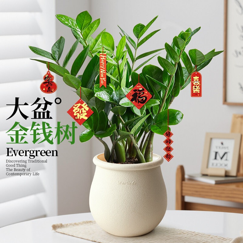 Money Tree Potted Plant for Office and Living Room, Large Indoor Green Plant That Attracts Wealth, Money Tree Plant for Housewarming and Business Opening Money Tree Potted Plant for Office and Living Room, Large Indoor Green Plant That Attracts Wealth, Money Tree Plant for Housewarming and Business Opening