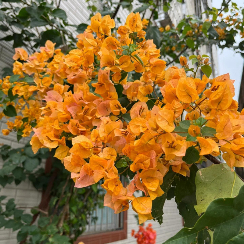 클래식 핫 스타일(캘리포니아 골드)