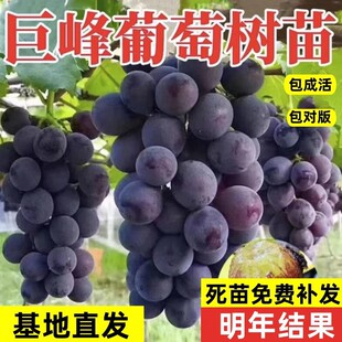 �޷�����������������������ј������ј��m�ϱ����Nֲ����Y��