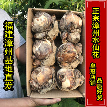 漳州水仙花种球精选特级大球冬季开花室内花卉水培清香型开花盆栽