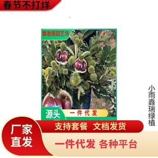 һ�����l��t�۰�������ϱ���ͥԺ���ԷNֲ�ش���������Լ޽Ӯ�