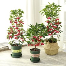 FɰSfɽMÿ͏d辰ѸFGֲ